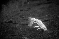 blog photo titled confishius