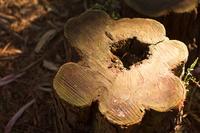 blog photo titled slice