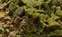 blog photo titled bristle