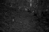 blog photo titled papal