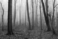 blog photo titled disappearance