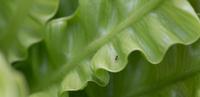 blog photo titled antstein