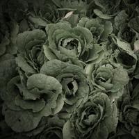 blog photo titled elbows