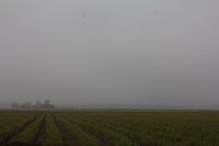 blog photo titled canes