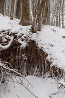 blog photo titled cloven