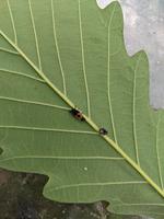 blog photo titled larva