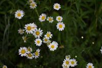 blog photo titled smattering