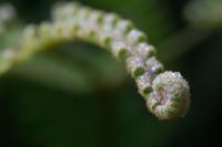 blog photo titled fiddlehead