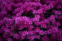 blog photo titled azalea