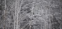 blog photo titled poles