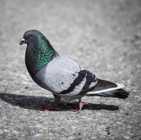 blog photo titled yobbery