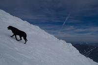 blog photo titled canis