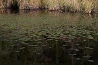 blog photo titled sweven