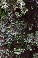 blog photo titled harpy