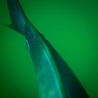 blog photo titled fast