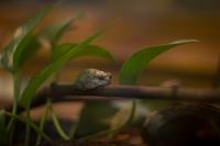 blog photo titled pining