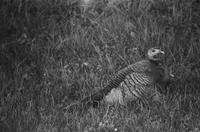 blog photo titled poults