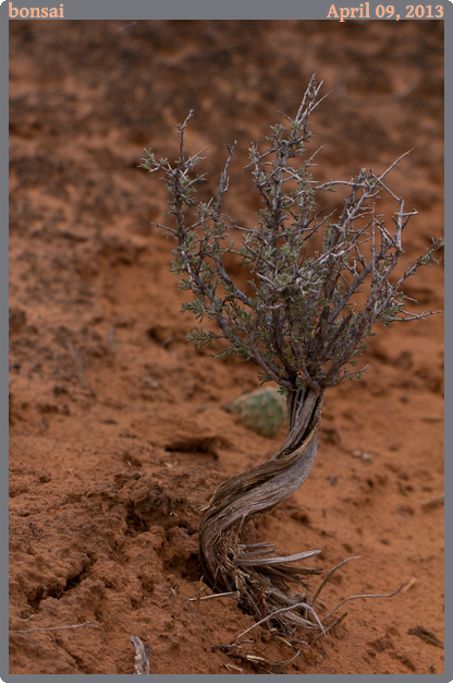 bonsai, taken 2013-04-09 || Canon Canon EOS REBEL T2i | 100mm | 1/125s @ f/7.1