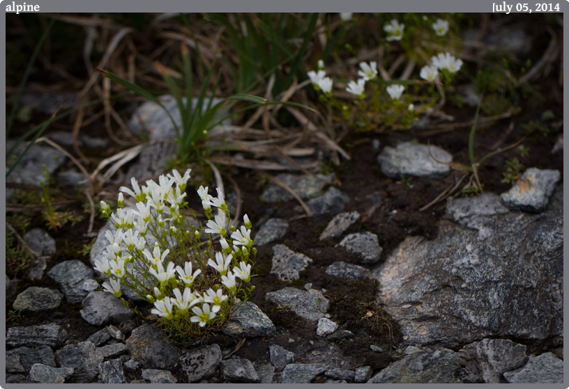 alpine, taken 2014-07-05 || Canon Canon EOS REBEL T2i | 100mm | 1/640s @ f/5