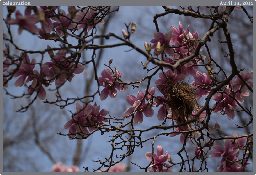 celebration, taken 2015-04-18 || Canon Canon EOS 6D | 100mm | 1/800s @ f/4.5