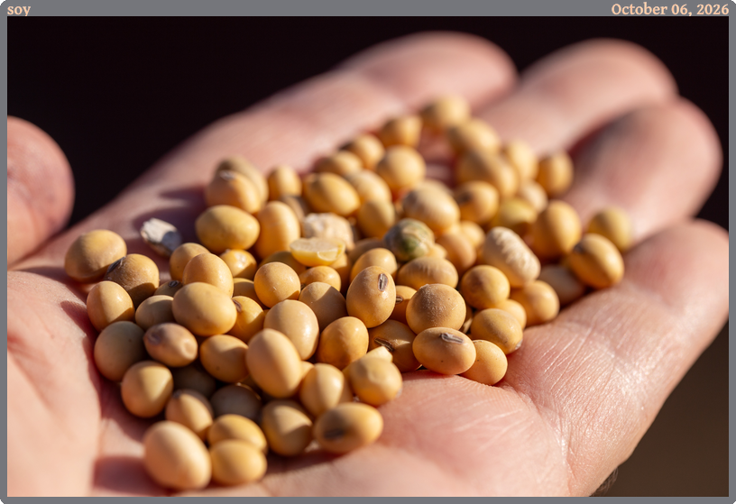 soy, taken 2026-10-06 || Canon Canon EOS 6D | 100.0 | 1/320s @ 6.3