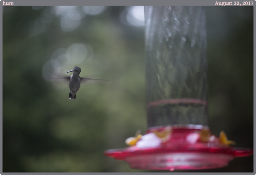 hum, taken 2017-08-20 || Canon Canon EOS 6D | 100mm | 1/160s @ f/2.8