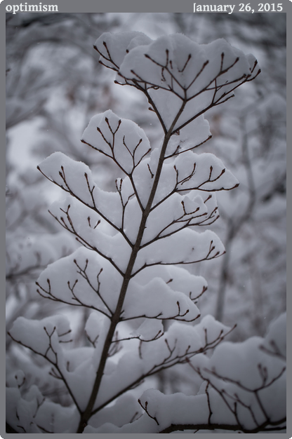 optimism, taken 2015-01-26 || Canon Canon EOS 6D | 100mm | 1/1600s @ f/2.8