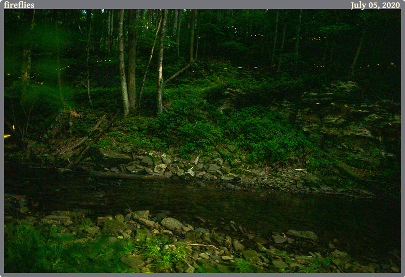 fireflies, taken 2020-07-05 || Canon Canon EOS 6D | 24mm | 30s @ f/1.6