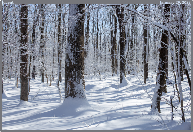 lucent, taken 2022-01-29 || Canon Canon EOS 6D | 50.0 | 1/400s @ 7.1