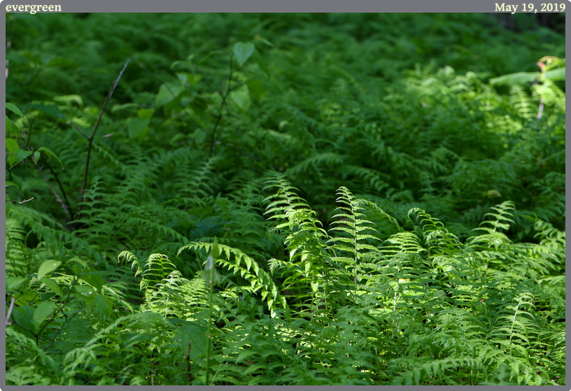 evergreen, taken 2019-05-19 || Canon Canon EOS 6D | 100mm | 1/50s @ f/7.1