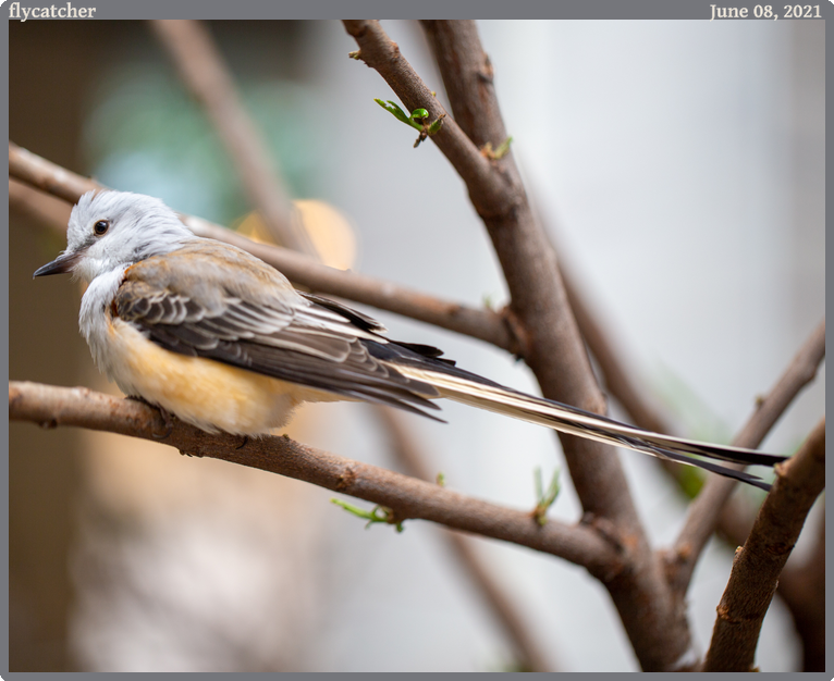 flycatcher, taken 2021-06-08 || Canon Canon EOS 6D | 100.0 | 1/100s @ 2.8