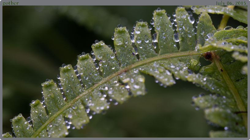 pother, taken 2015-07-06 || Canon Canon EOS 6D | 100mm | 1/50s @ f/9