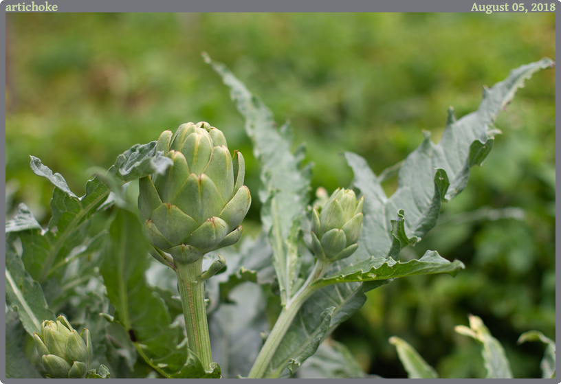 artichoke, taken 2018-08-05 || Canon Canon EOS REBEL T2i | 50mm | 1/1600s @ f/2.2