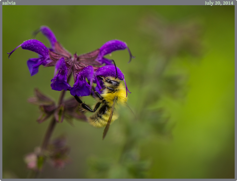 salvia, taken 2014-07-20 || Canon Canon EOS REBEL T2i | 100mm | 1/125s @ f/3.2