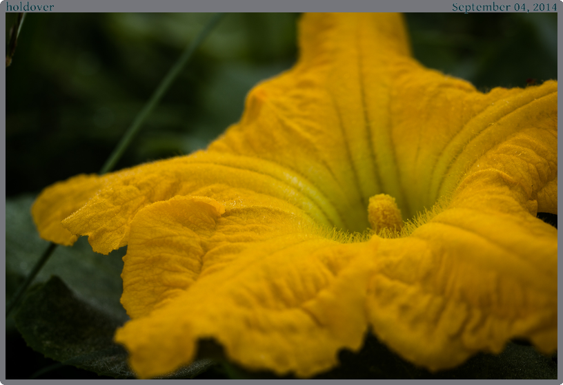 holdover, taken 2014-09-04 || Canon Canon EOS REBEL T2i | 100mm | 1/80s @ f/5