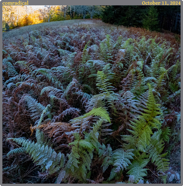 comradical, taken 2024-10-11 || GoPro HERO10 Black | 2.71 | 1/240s @ 2.5