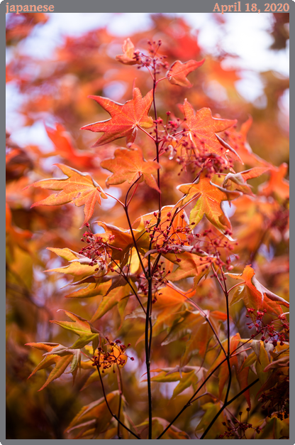 japanese, taken 2020-04-18 || Canon Canon EOS 6D | 100mm | 1/160s @ f/2.8