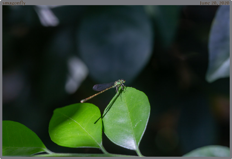 smagonfly, taken 2020-06-20 || Canon Canon EOS 6D | 100mm | 1/50s @ f/7.1