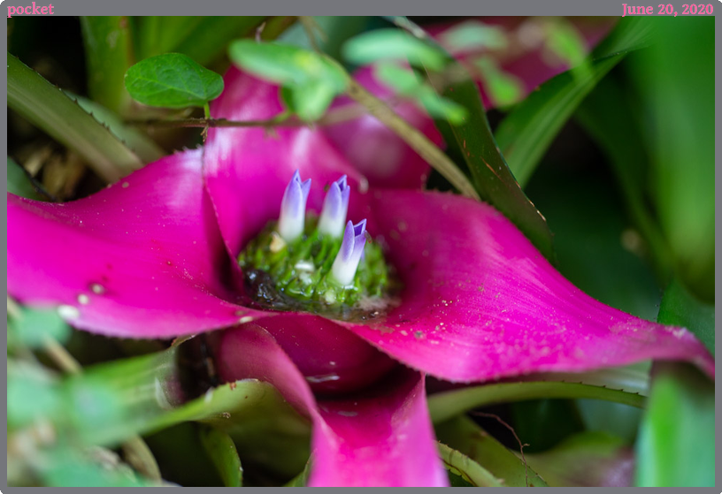 pocket, taken 2020-06-20 || Canon Canon EOS 6D | 100mm | 1/25s @ f/2.8