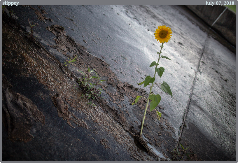 slippey, taken 2018-07-07 || Canon Canon EOS 6D | 24mm | 1/500s @ f/1.4