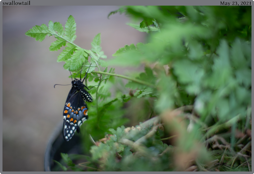 swallowtail, taken 2021-05-23 || Canon Canon EOS 6D | 50.0 | 1/320s @ 1.4