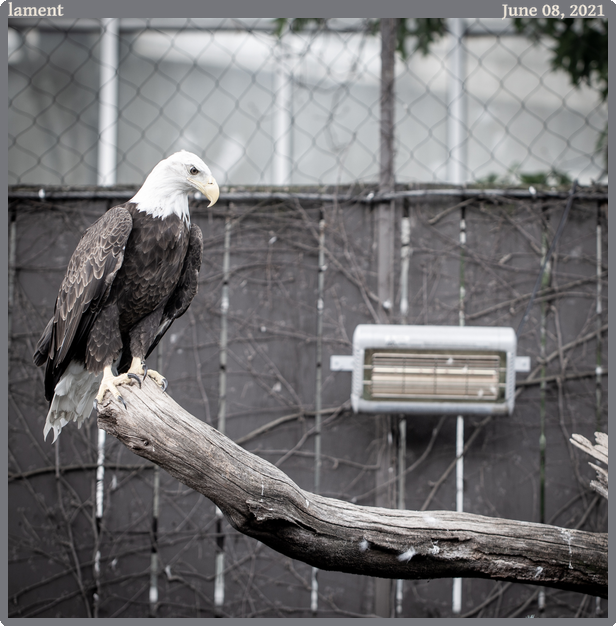 lament, taken 2021-06-08 || Canon Canon EOS 6D | 100.0 | 1/100s @ 2.8