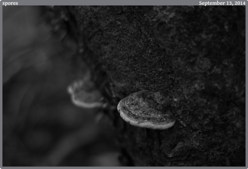 spores, taken 2014-09-13 || Canon Canon EOS REBEL T2i | 50mm | 1/20s @ f/1.4